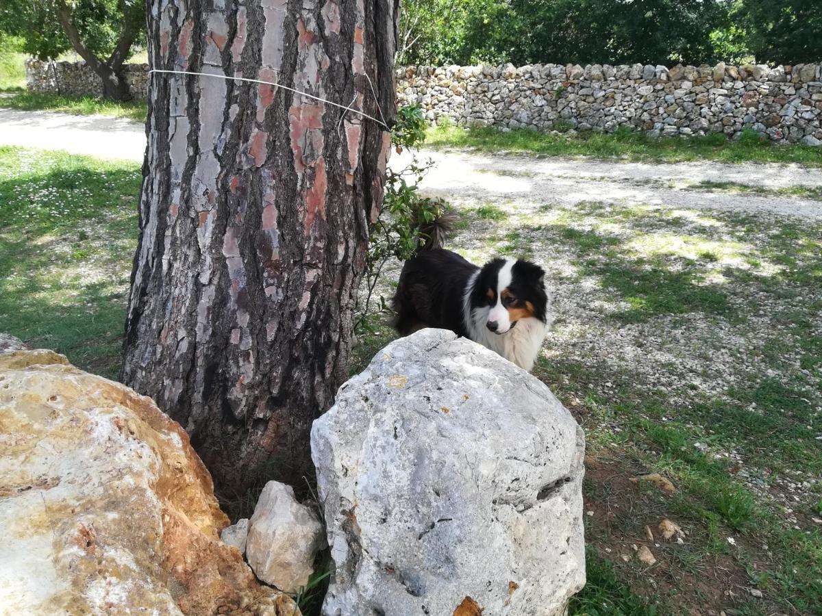Tenuta Tedone Consolini Villa Ruvo di Puglia Dış mekan fotoğraf